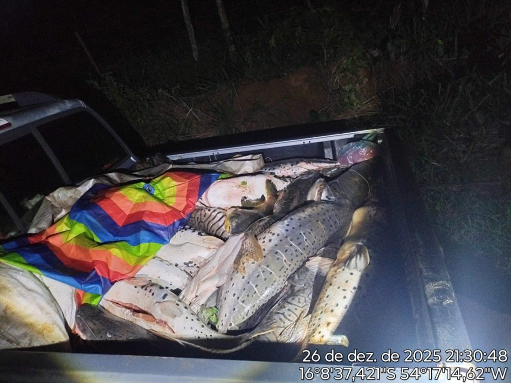 Peixes apreendidos em fiscalização de pesca ilegal em Mato Grosso